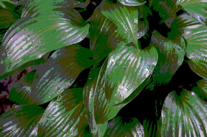 Rain-shined hosta leaves.