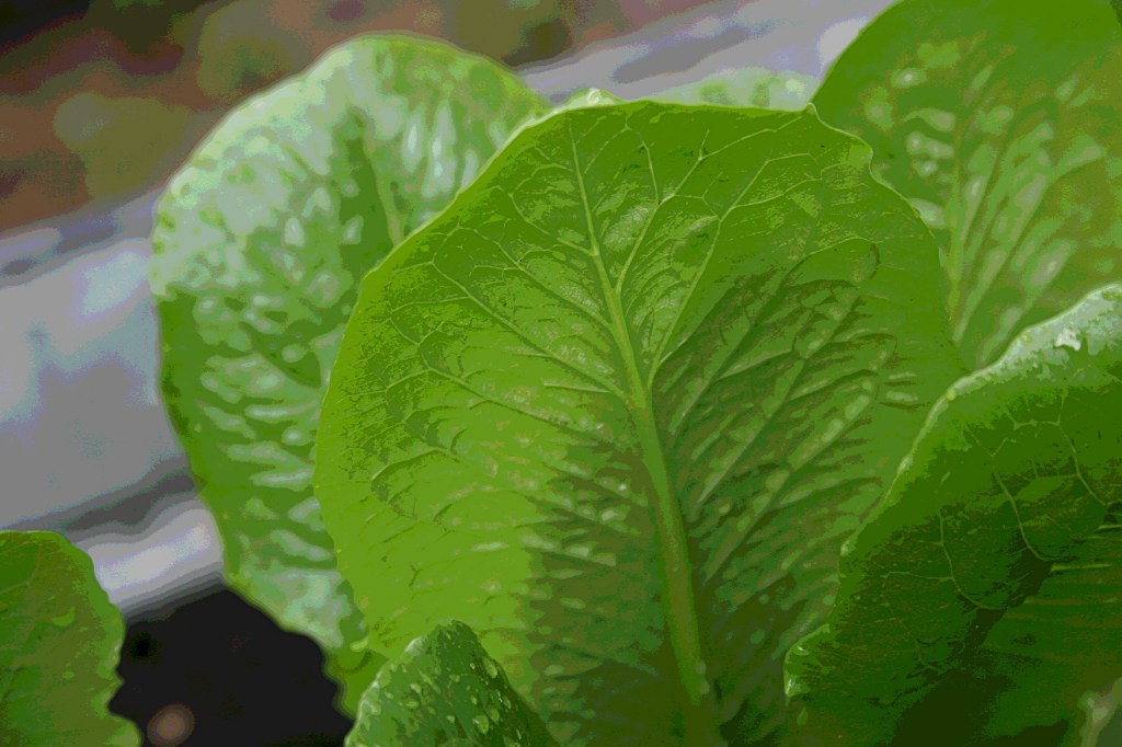Romaine lettuce.