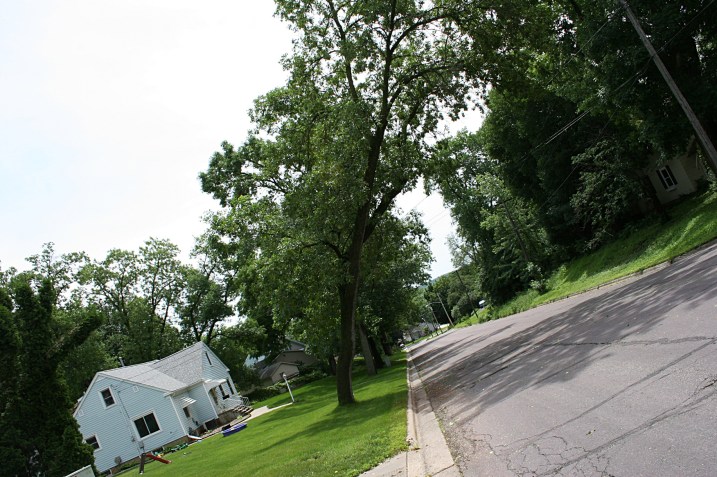 I turned my camera until the tree was "growing straight."