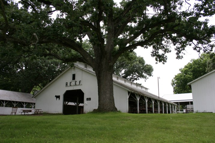The beef barn, shaded by an oak tree.