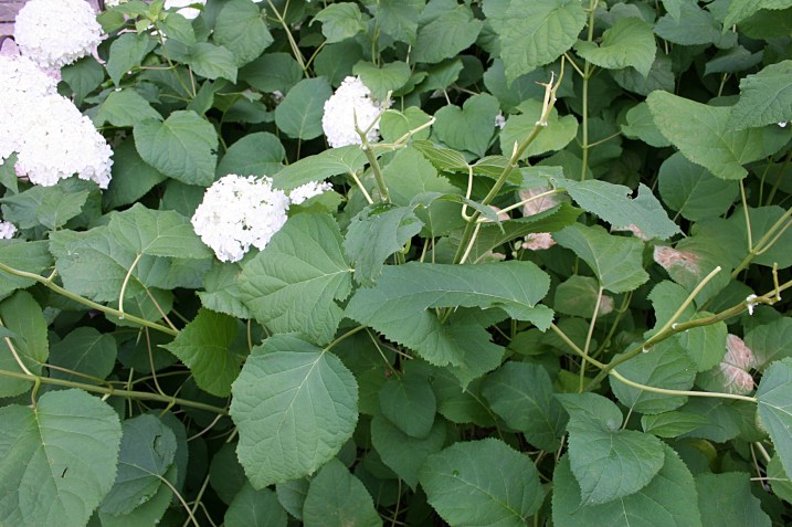 This photo shows several stems missing their blossoms.