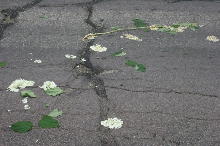 ...and scattered onto the side street, where the flowers were run over by vehicles.