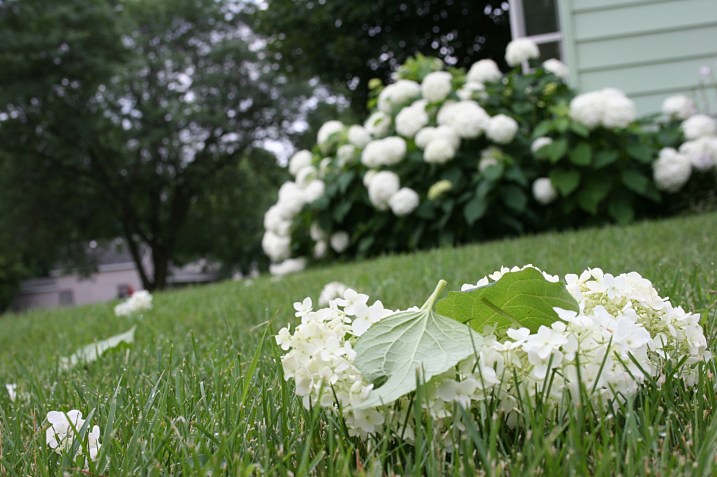 Hydrangea blossoms scattered across my yard in a deliberate act of vandalism.