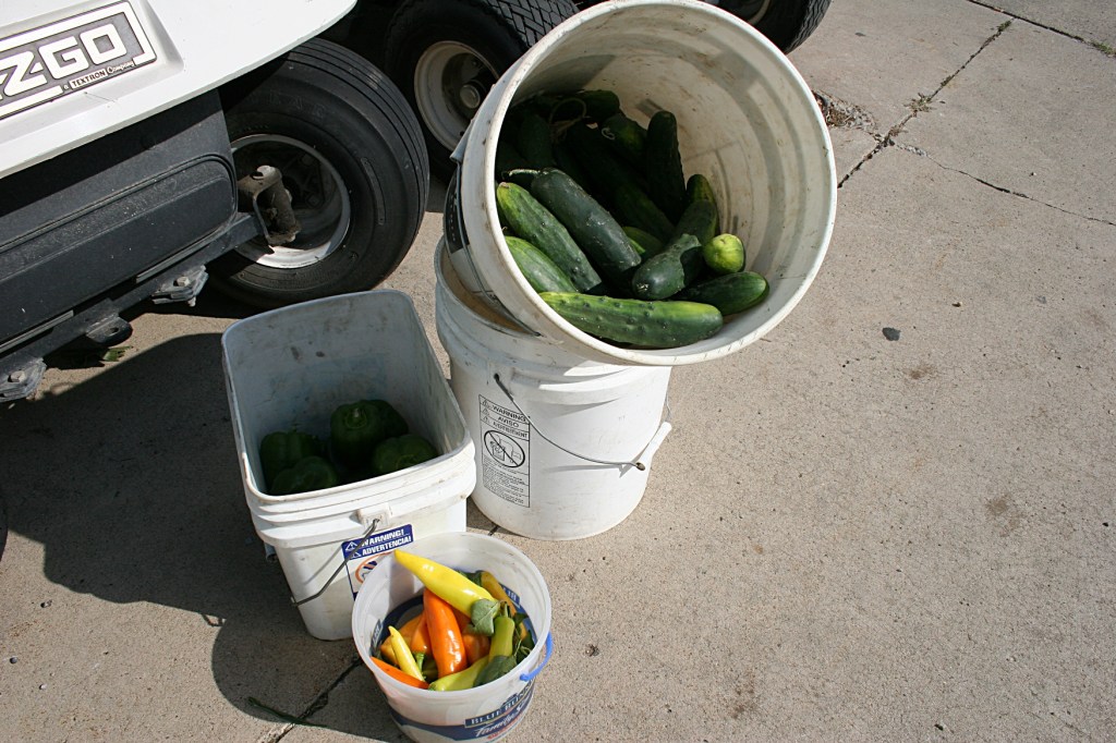 Cucumbers and peppers, three for $1.