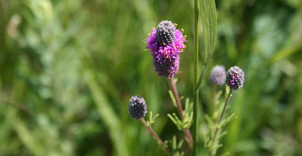 Photographing wildflowers is more my type of "sport."