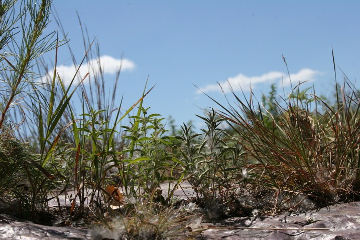 And because I value detail, I set my camera on the prairie and took this shot.