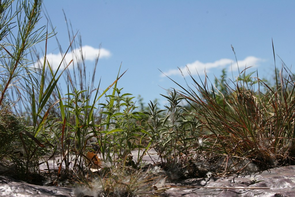 And because I value detail, I set my camera on the prairie and took this shot.