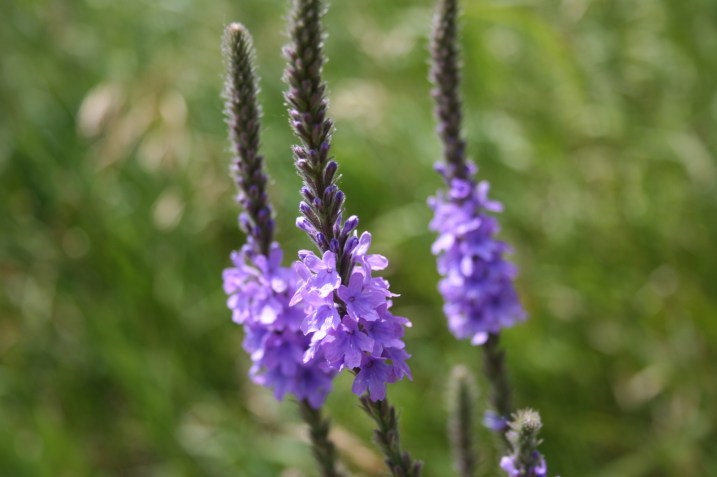 One example of the many prairie wildflowers.