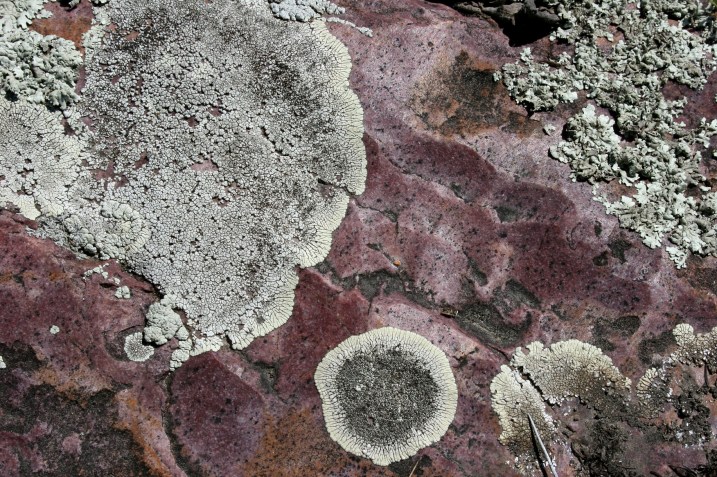 A close-up shot of that in-ground flat rock.