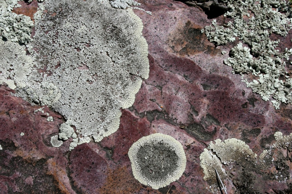 A close-up shot of that in-ground flat rock.