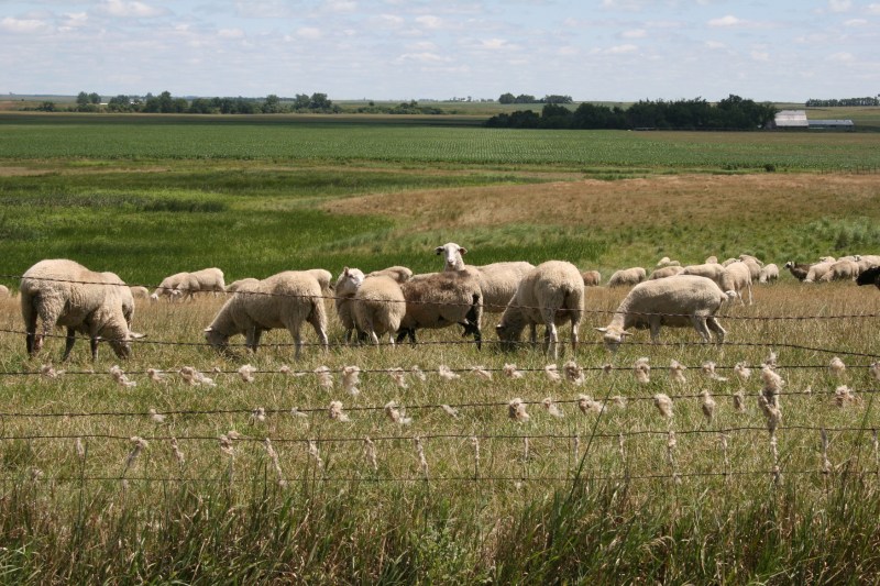 Pasture land near the park for these grazing sheep. Note their wool clinging to the fence.