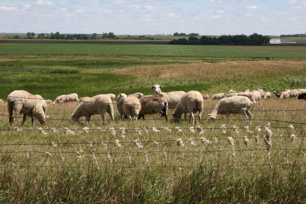 Pasture land near the park for these grazing sheep. Note their wool clinging to the fence.