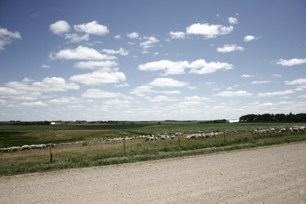 Sheep graze in a pasture near the country church.