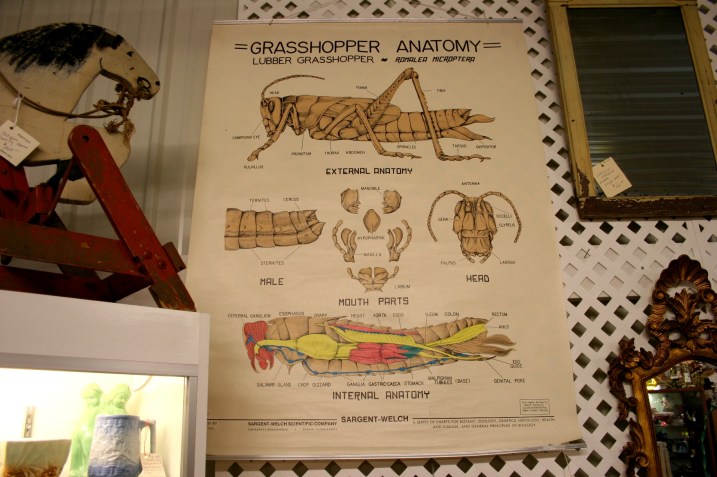 Unusual for sure and, well, I've always thought grasshoppers were interesting insects to watch.