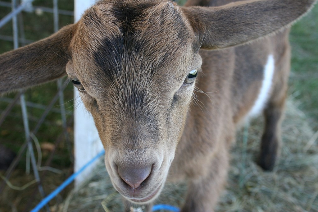 Outside the church, I fell in love with the adorable goats at the petting zoo.
