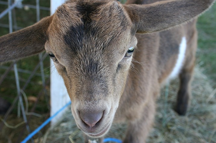 Outside the church, I fell in love with the adorable goats at the petting zoo.