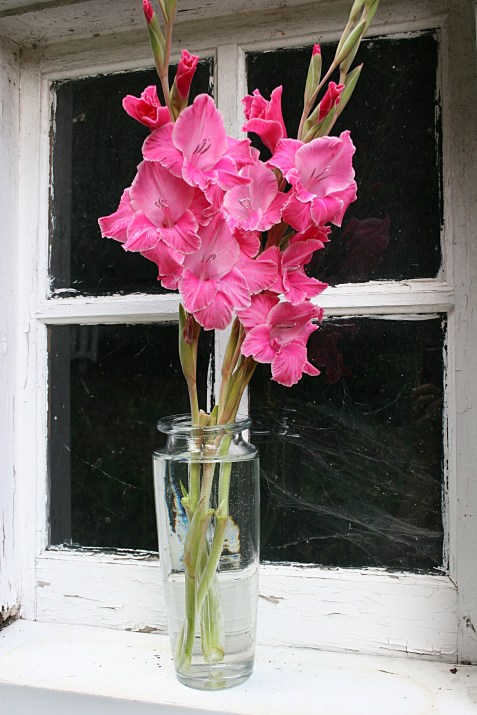 The three stems of gladiolus I snipped in Steve's garden.