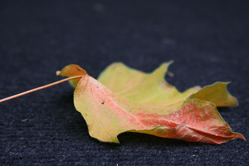 With a little photo editing, I transformed that leaf on my back steps in to hues we can expect to see in a few weeks, maybe less. Have you noticed the tinge of yellow and orange in the trees here in Minnesota?