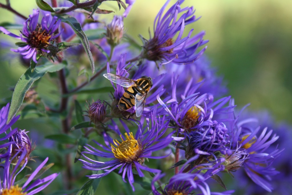 Countless bees and butterflies flitted among the wildflowers.