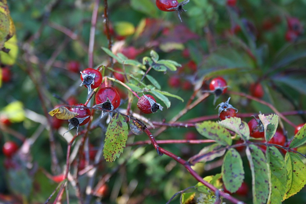 In the quiet of the woods, beautiful berries discovered.