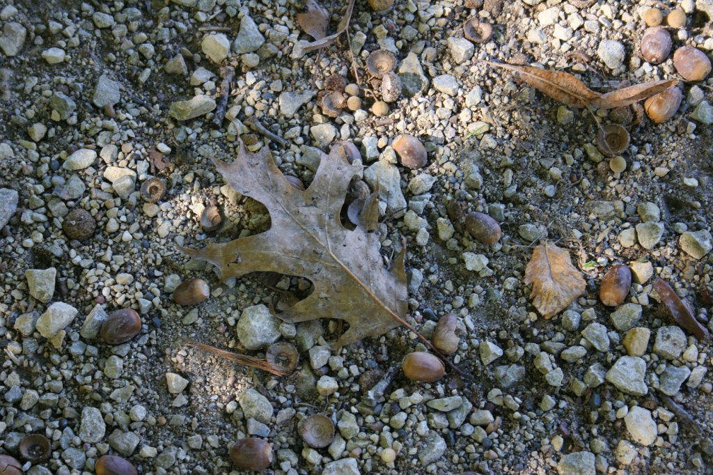 When I paused to photograph this oak leaf, my husband dubbed the trail Acorn Trail.