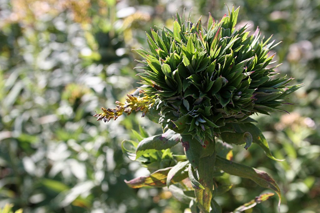 The solo head of an unidentified plant in the afternoon sunlight.