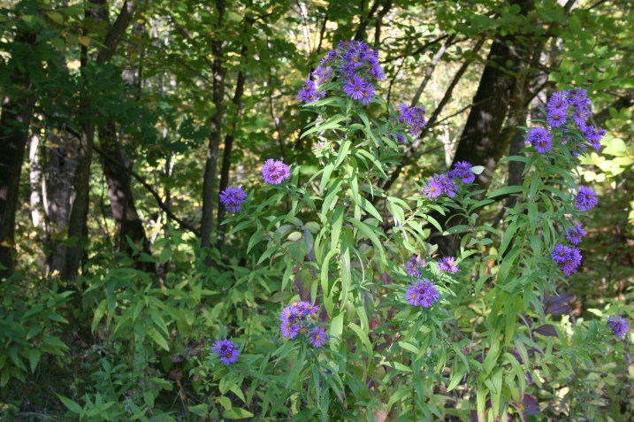 Clusters of wildflowers edge the woods.