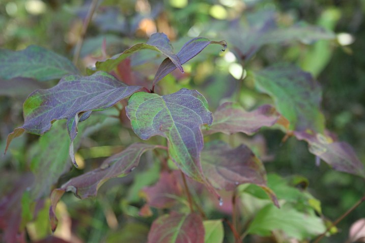Leaves of purple and green along a path in the woods.