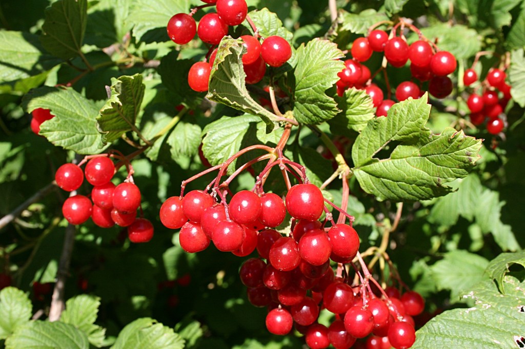 Berries pop with color near the entry into the park.