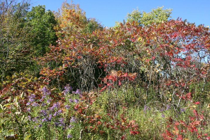 The sumac has already turned color.