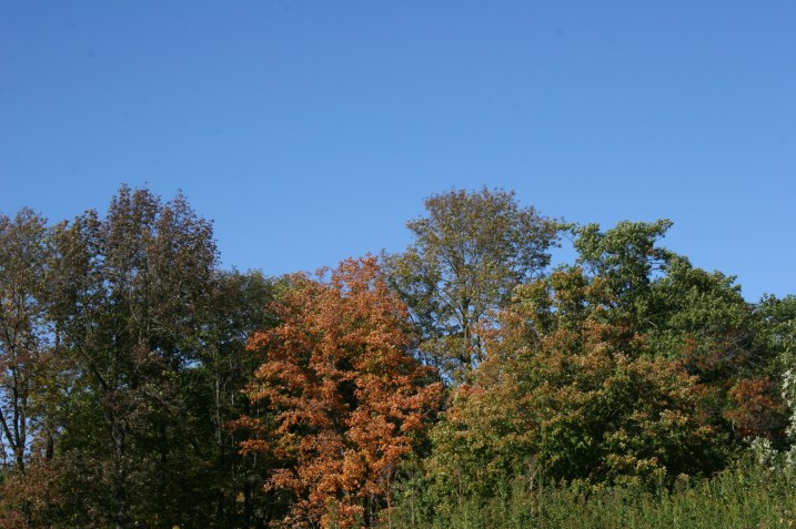 A tree line in the park shows leaves beginning to change color.
