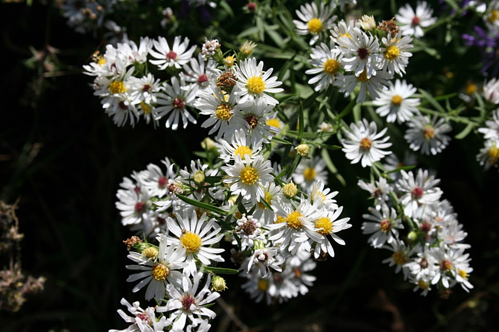 The park features an abundance of wildflowers.
