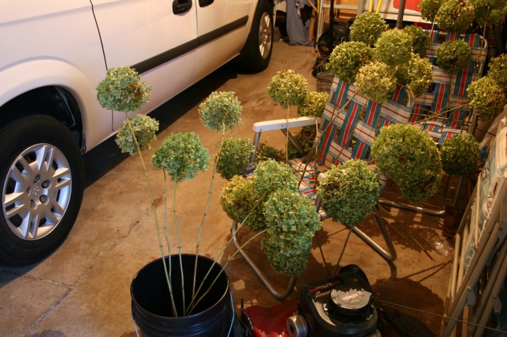 Hydrangea have been picked and are drying in the garage, awaiting placement in urns outside the reception venue.