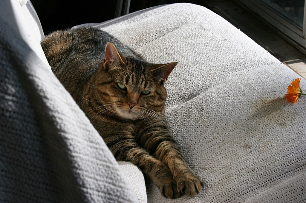 Basking in the sunshine inside the Wolcott Art studio.