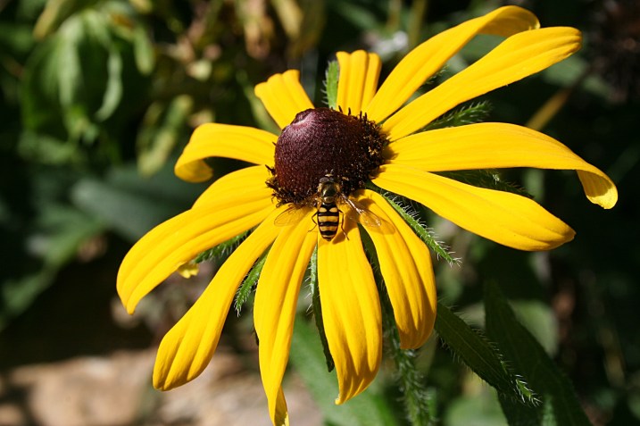 The bees are busy this time of year, here working a black-eyed Susan.