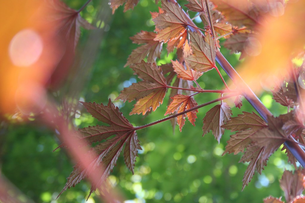 Hibiscus mahogany splendor, planted in two patio pots, has nearly reached the roof line of the garage.