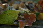 Autumn, leaves on&nbsp;walk