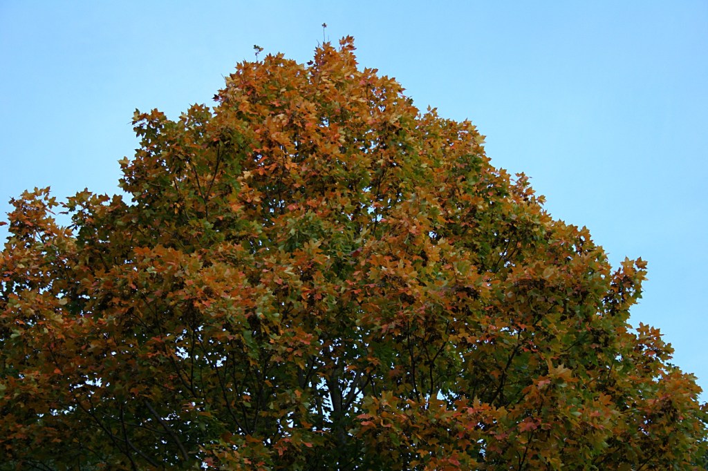 My neighbor's maple tree.
