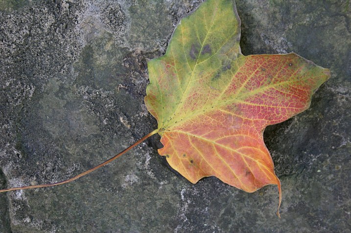 There's nothing prettier than an autumn leaf.
