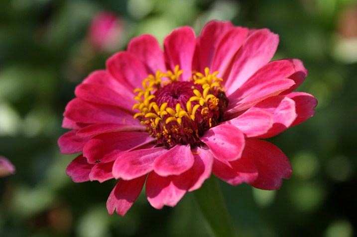 Prolific zinnias are still blooming.