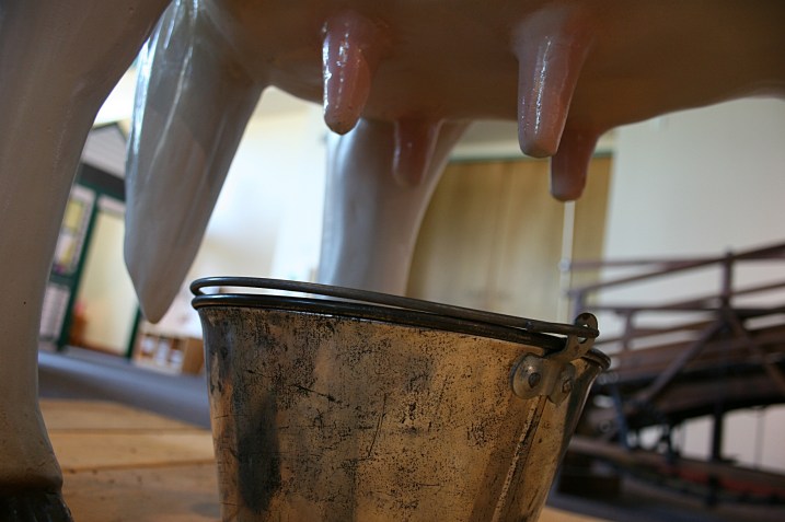 Visitors can get down low and check out the udder on the model cow in the photo above.