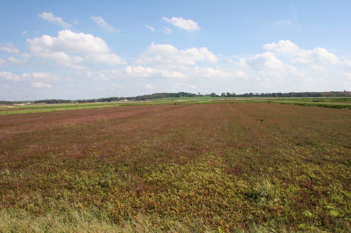 One of the many cranberry fields.