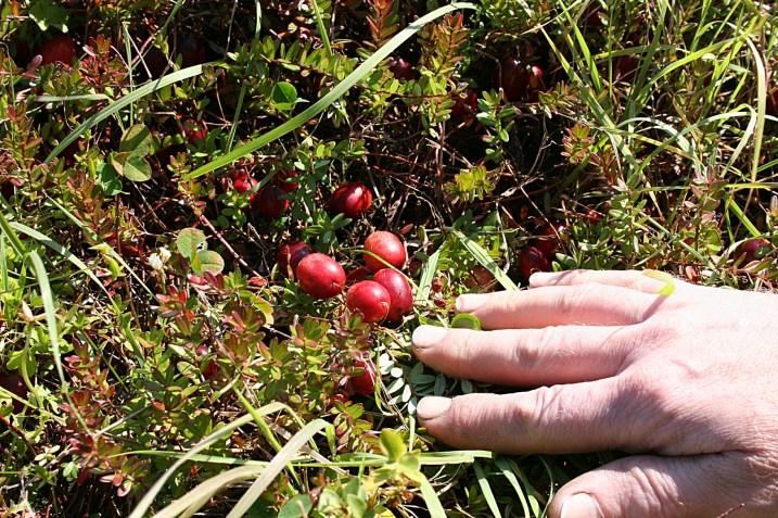 Randy pushes aside leaves and stems to reveal the cranberries on the low-lying plants.