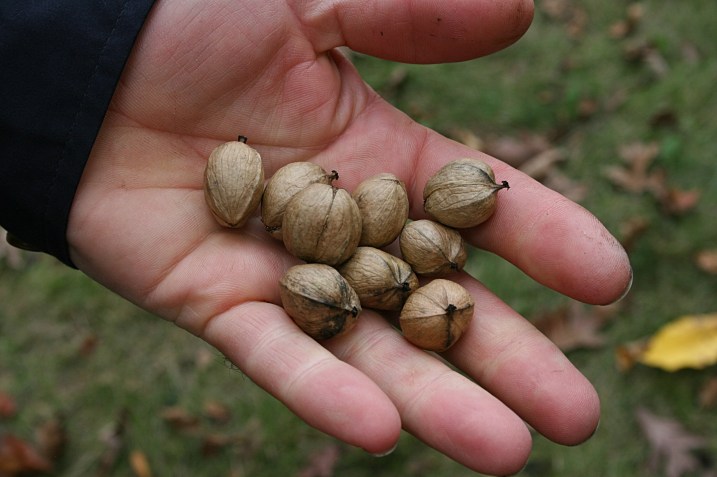When we discovered what other park visitors were gathering, Randy began harvesting hickory nuts too and stuffing them into his jacket pockets.
