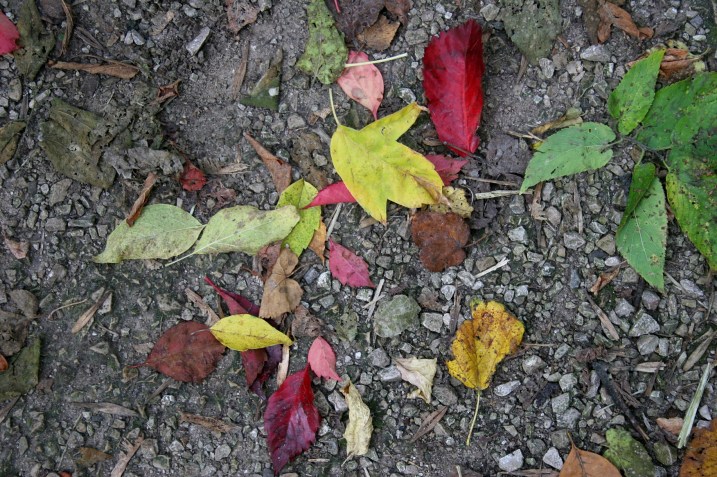 A colorful collage of leaves on a trail near the kiln ruins.