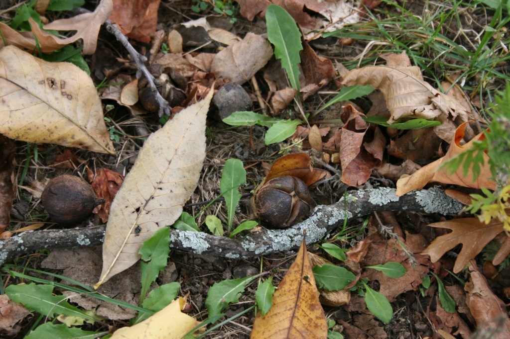 Autumn in the picnic grounds of High Cliff.