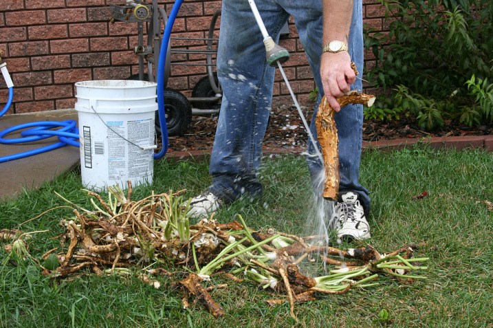Washing mud and dirt from the horseradish roots with the garden hose is the first step after digging.