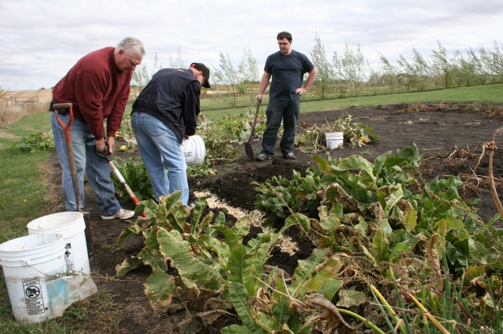 The last step is to take the peelings and horseradish tops to the garden for planting. We want to assure that we will have horseradish for years to come, holding on to traditon, building memories.