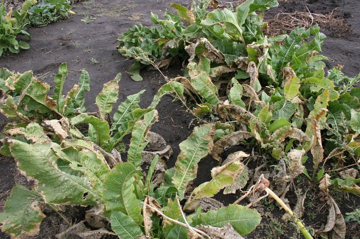 Horseradish planted last year in my brother's garden and ready to harvest in a few years. This year's horseradish came from a patch near Sanborn.