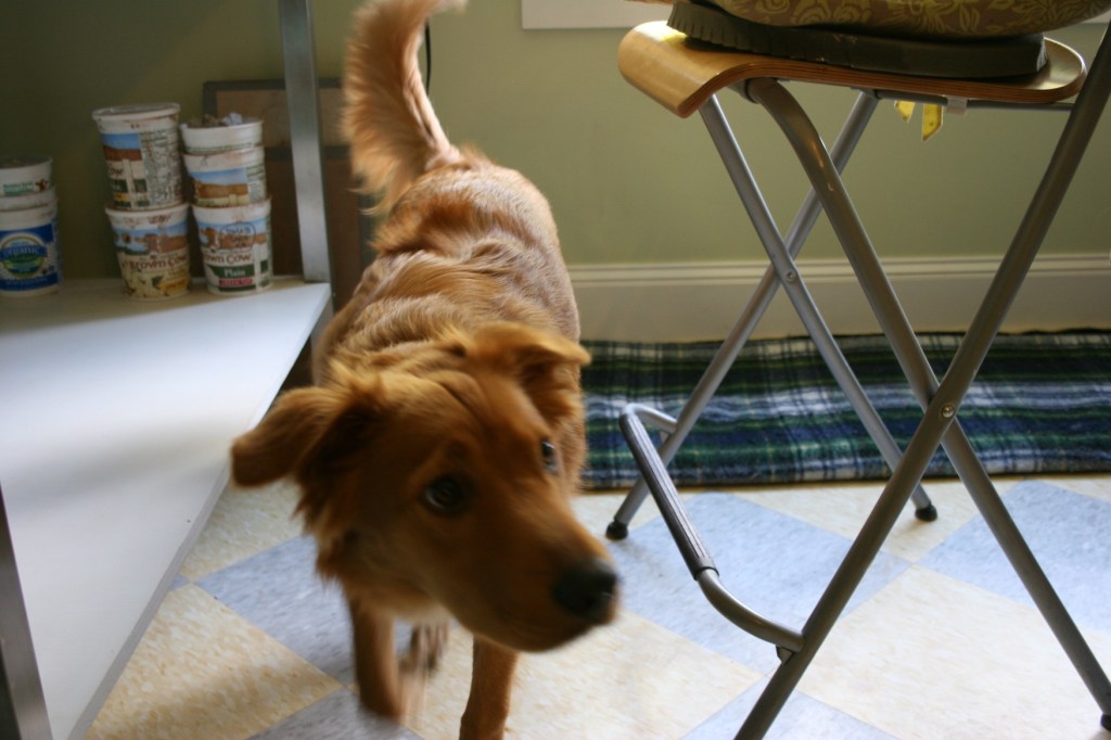 Gertie rises from her spot beneath the windows.